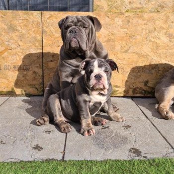 chien Bulldog anglais bleu et tan et blanc , yeux bleus SkyaQueen Miss Bullz