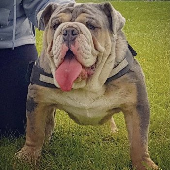 chien Bulldog anglais bleu et tan et blanc , yeux bleus SkyaQueen Miss Bullz, élevage Bulldog Anglais