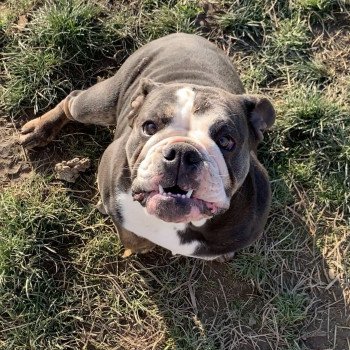 chien Bulldog anglais bleu et tan et blanc , yeux bleus SkyaQueen Miss Bullz, élevage Bulldog Anglais