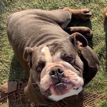 chien Bulldog anglais bleu et tan et blanc , yeux bleus SkyaQueen Miss Bullz, élevage Bulldog Anglais