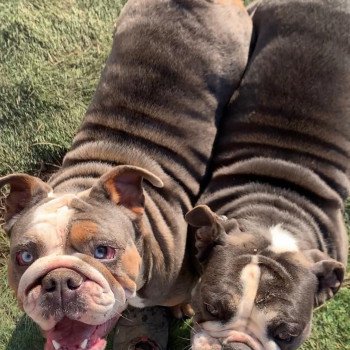 chien Bulldog anglais bleu et tan et blanc , yeux bleus SkyaQueen Miss Bullz, élevage Bulldog Anglais