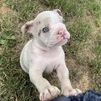 chiot Bulldog anglais Lilac merle et Blanc Tornade Miss Bullz, élevage Bulldog Anglais