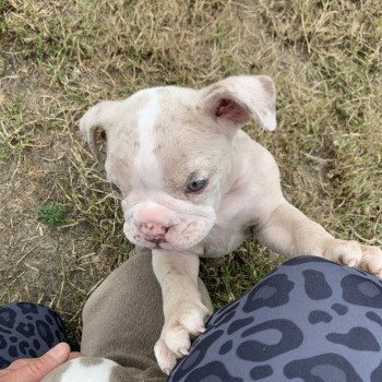 chiot Bulldog anglais Lilac merle et Blanc Tornade Miss Bullz, élevage Bulldog Anglais