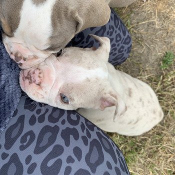 chiot Bulldog anglais Lilac merle et Blanc Tornade Miss Bullz, élevage Bulldog Anglais