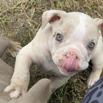 chiot Bulldog anglais Lilac merle et Blanc Tornade Miss Bullz, élevage Bulldog Anglais