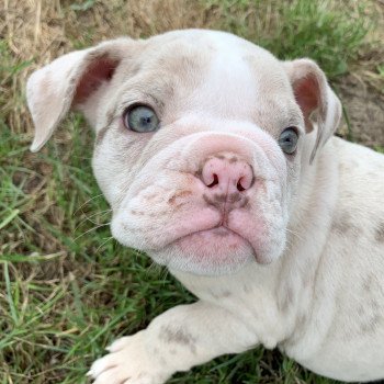 chiot Bulldog anglais Lilac merle et Blanc Tornade Miss Bullz, élevage Bulldog Anglais