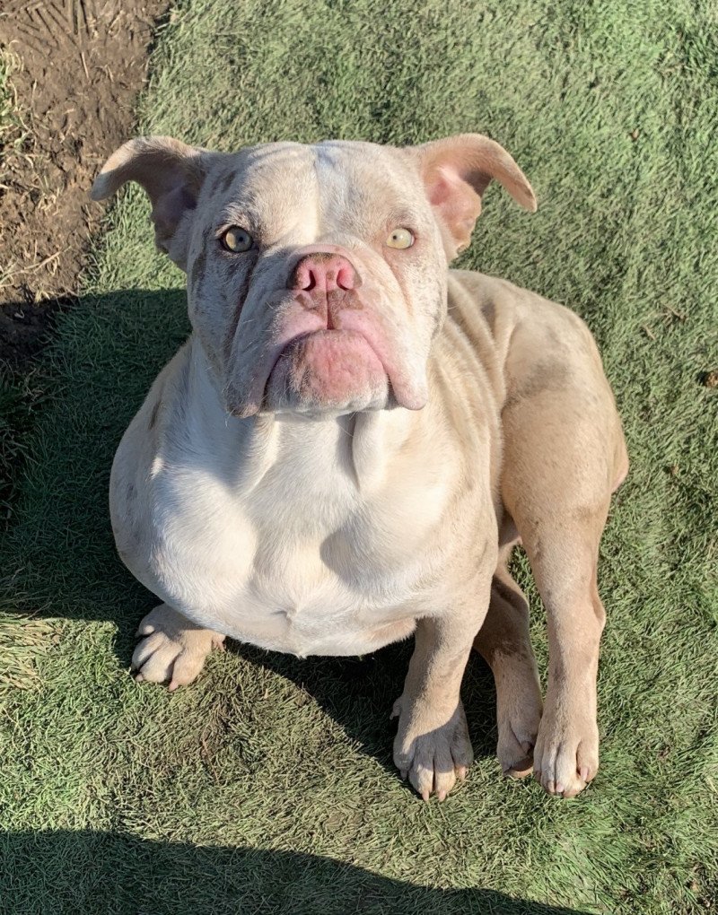 Tornade Miss Bullz Femelle Bulldog anglais Tornade Miss Bullz Femelle Bulldog anglais