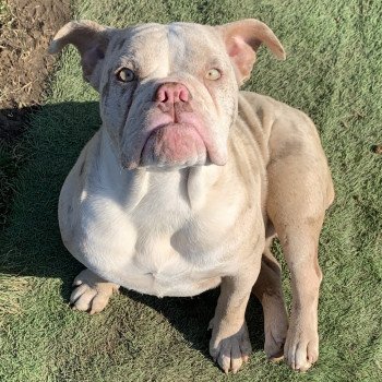 chien Bulldog anglais Lilac merle et Blanc Tornade Miss Bullz, élevage Bulldog Anglais