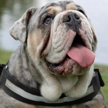 chien Bulldog anglais Bleu Merle et Tan, yeux bleus Wonder Women Miss Bullz, élevage Bulldog Anglais