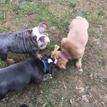 chien Bulldog anglais Bleu Merle et Tan, yeux bleus Wonder Women Miss Bullz, élevage Bulldog Anglais