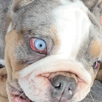 chien Bulldog anglais Bleu Merle et Tan, yeux bleus Wonder Women Miss Bullz, élevage Bulldog Anglais