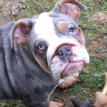 chien Bulldog anglais Bleu Merle et Tan, yeux bleus Wonder Women Miss Bullz, élevage Bulldog Anglais