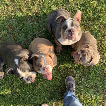 chien Bulldog anglais Bleu Merle et Tan, yeux bleus Wonder Women Miss Bullz, élevage Bulldog Anglais