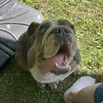 chien Bulldog anglais Bleu Merle et Tan, yeux bleus Wonder Women Miss Bullz, élevage Bulldog Anglais