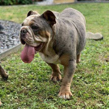 chien Bulldog anglais Bleu Merle et Tan, yeux bleus Wonder Women Miss Bullz, élevage Bulldog Anglais