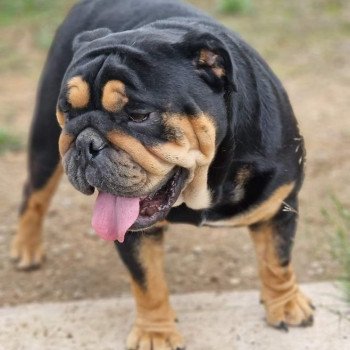 chien English Bulldog Exotic Black tan Sniper Miss Bullz, élevage Bulldog Anglais et Français