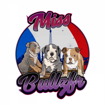 Miss Bullz, élevage Bulldog Anglais